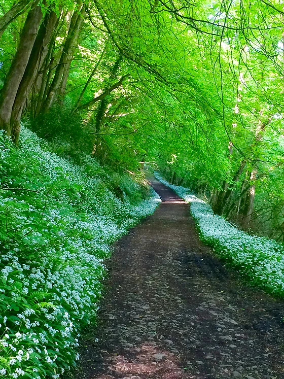 Forest track